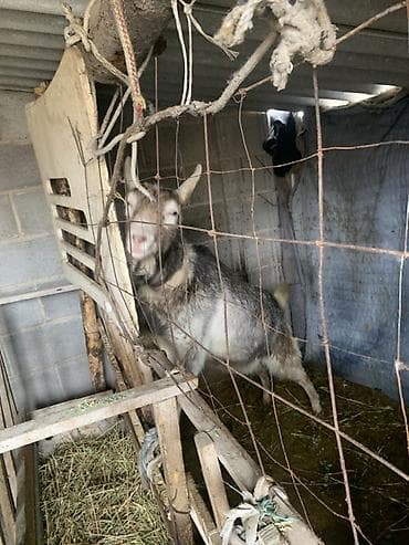 уй животных: Продаю | Козёл (самец) | Для разведения — 7