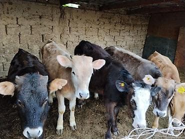 Айыл-чарба жаныбарлары: Сатам | Музоо | Аргын | Бордоп семиртүү үчүн — 7