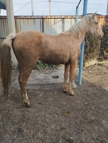 жылкы жаныбар: Сатам | Бээ (ургаачы) | Союуга | Асыл тукумдуу — 2