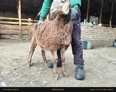 прес беде: Продаю | Ягненок | Арашан | Для разведения | Племенные, Осеменитель — 3