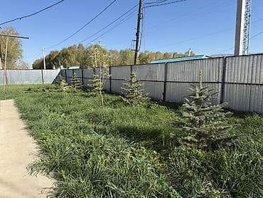 Ель голубая 5шт Ель зеленая 4шт Сосна 1шт - Примерная высота около