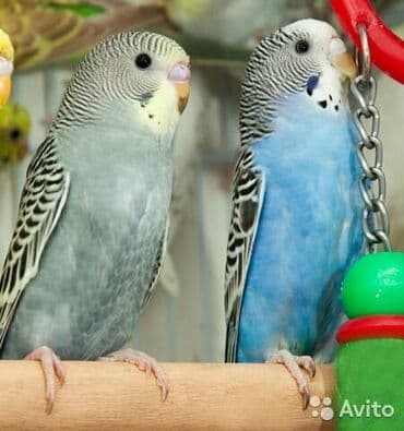 корм для птенцов волнистых попугаев: Волнистые попугаи взрослые Абдрахманова315 — 4