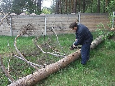 на краун: Услуги по спиливанию и обрезке деревьев - Профессиональное валка — 7