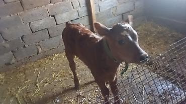 Продаю | Тёлка | На откорм