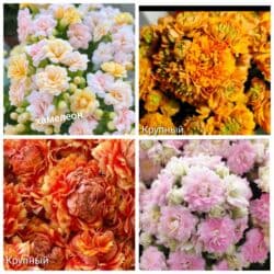 тюльпан гулу жонундо маалымат кыргызча: В продаже детки представленных растений детки каланхоэ по 150 с,детки — 2