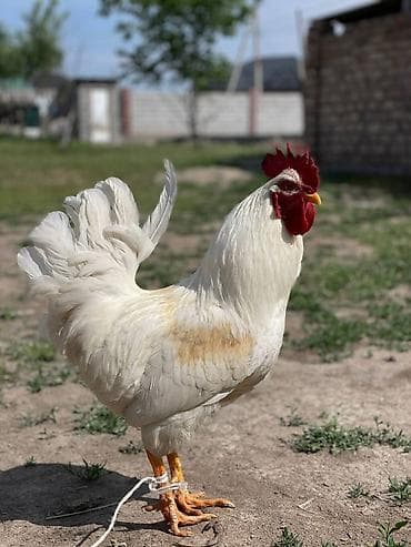 карлик сибрайт: Продаю | Петух | Для разведения — 2