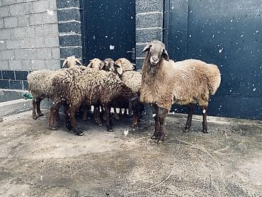 ветеринарный магазин: Продаю | Овца (самка) | Для разведения — 2