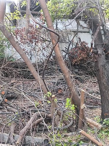 отдам ребенка после родов 2022 бишкек: Продаю дрова длядома и печки. много. отдам за 10 000с или Портер — 2