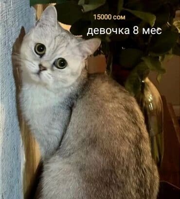 декоративные кролики: Скотиш Страйт (Шотландская прямоухая), 7 месяцев, Девочка, Серебристая шиншилла, Приучена к лотку, Проглистована, С прививками — 2