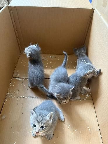 Котята в добрые руки. Нашли в подъезде Текст: Срочно отдаем котят в