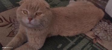 мышык сатылат: Порода: шотландская вислоухая (скоттиш-фолд), окрас — 2