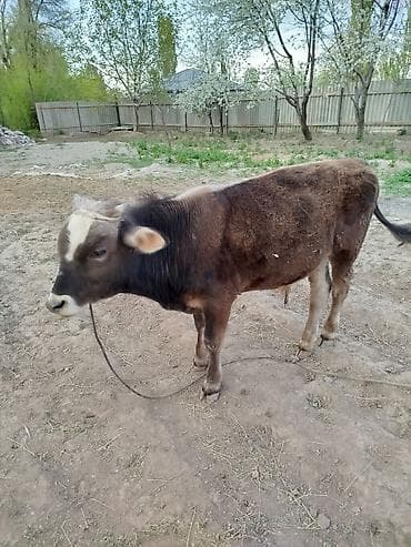 купить собаку доберман в бишкеке: Продаю | Бык (самец) | На откорм | Привязанные — 2