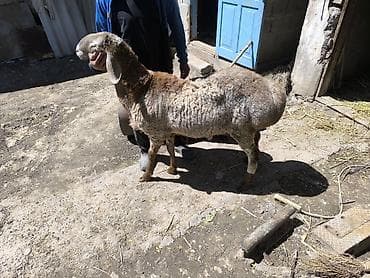 гигант кролик: Продаю | Баран (самец) | Арашан | Для разведения — 5