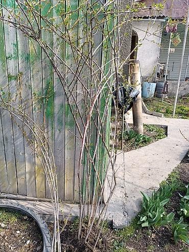 Саженцы кустарника для сада. - Многолетний листопадный куст, высота