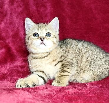 кошка черная: Продается шотландский котенок. Золотая шиншилла. Девочка. Обработана — 3