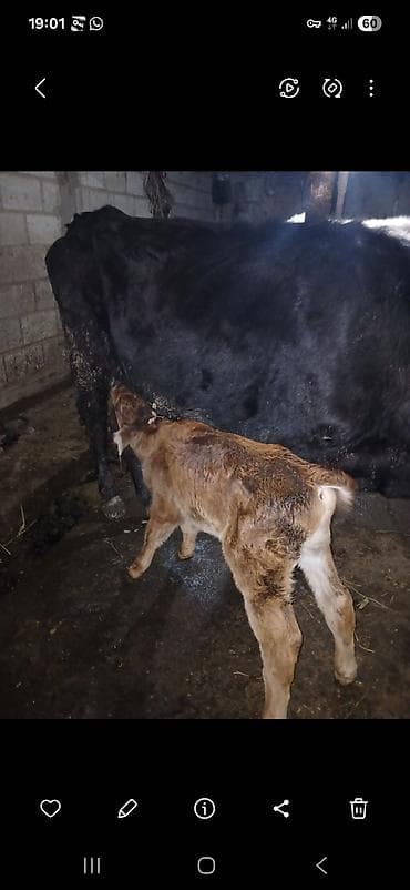 кой сой: Продаю | Корова (самка) | Полукровка | Для молока | После отела — 1