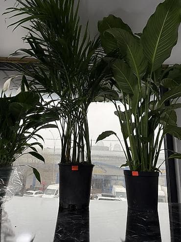 Комнатные растения в горшках — декоративно-лиственные и цветущие В