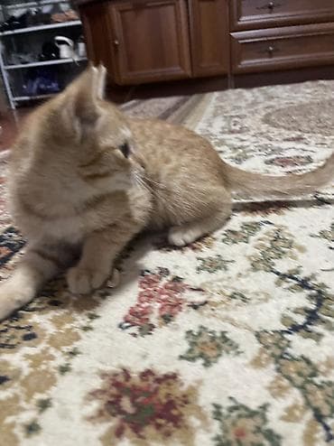 куплю бенгальского котёнка: Котята, домашние. Описание: - Возраст на фото: примерно 1,5–2 месяца — 5