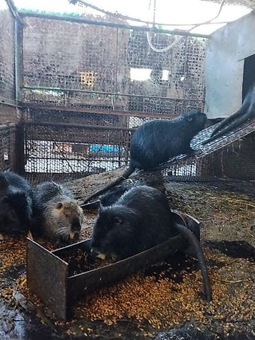 черные котята купить: Продаю нутрий самцы на племя от 4месецев до 1.2 месяца есть молодые — 3