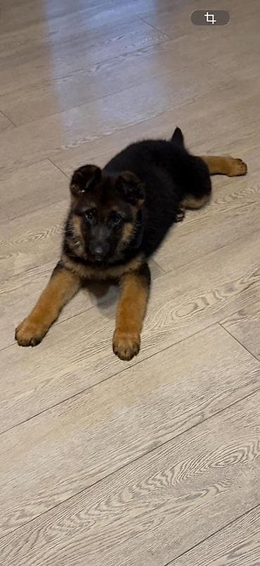 продажа щенков немецкой овчарки: Немецкая овчарка, 3 месяца, Самец, С прививкой, С родословной — 1
