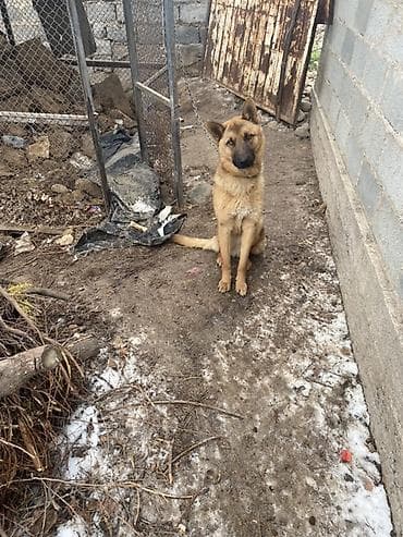 кошка шотландская: Собака даром: Овчарка, 1 год, Самец — 3