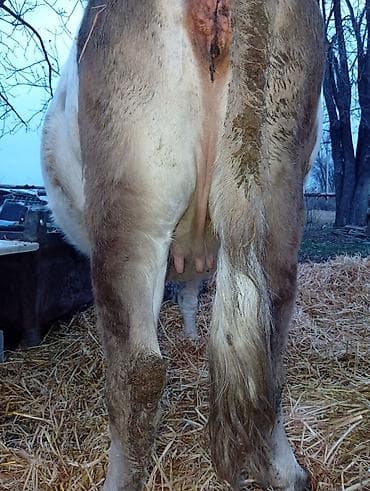 швиц телята: Продаю | Корова (самка) | Ангус, Алатауская | Для молока | Стельные — 2