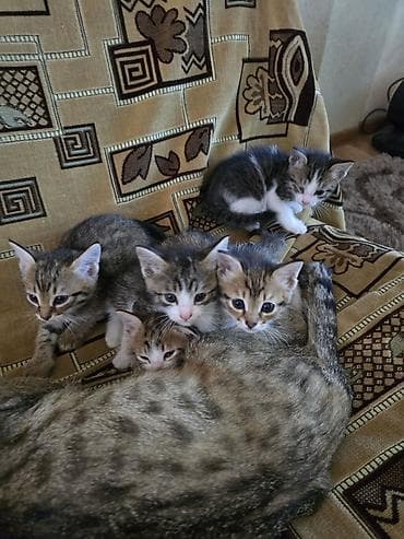 ангорская кошка: Котята, помёт от домашней кошки. На фото — пятеро малышей — 5