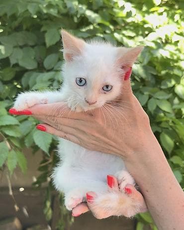 кошка котёнок: Кошка даром: Беспородная, 3 месяца, Мальчик, Приучена к лотку, Проглистована — 5