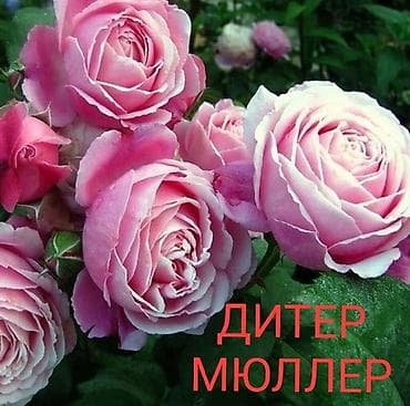 махровый: Саженцы — 4