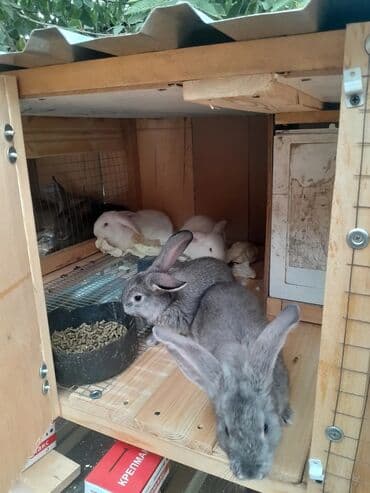 в связи с переездом отдам попугая жако в добрые руки: Продаю | Кролик самец | Фландр | Для разведения | Племенные — 9