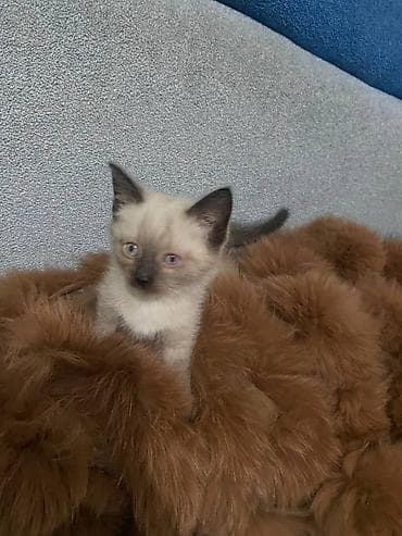 Услуги ветеринара: Тайская, 1 месяц, Мальчик — 2