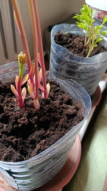 раки рак: Спаржа. Саженцы спаржи. Спаржа корневища. Спаржа корни. Информация — 10