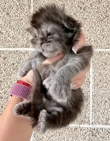 регдолл кошка: Мейн-кун, 1 месяц, Мальчик, Кастрирована, Приучена к лотку, Проглистована — 8
