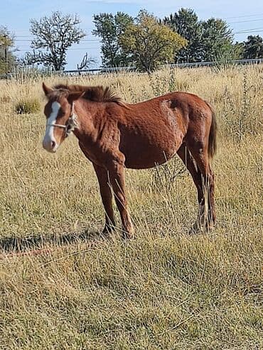 домик для котенка: Сатам | Жылкы (эркек) — 2