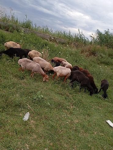 кой сатып алам бишкек: Сатам | Ургаачы кой (ургаачы), Козу | Эдильбай, Аргын | Көбөйтүү үчүн, Союуга | Ургаачы, Токту — 1