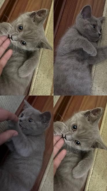 котята милые: Британский короткошёрстный котёнок, окрас голубой (серый). - Плюшевая — 2