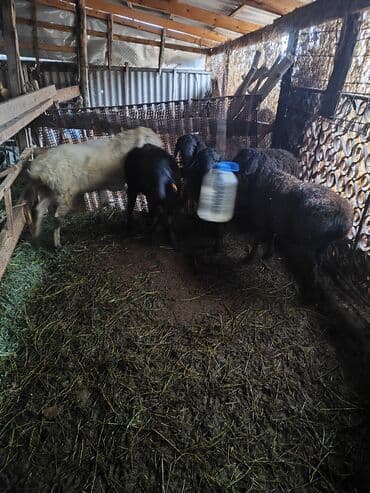 козу сатылат бишкек: Сатам | Кочкор (эркек) | Көбөйтүү үчүн | Жасалма жол менен боозутуу — 2