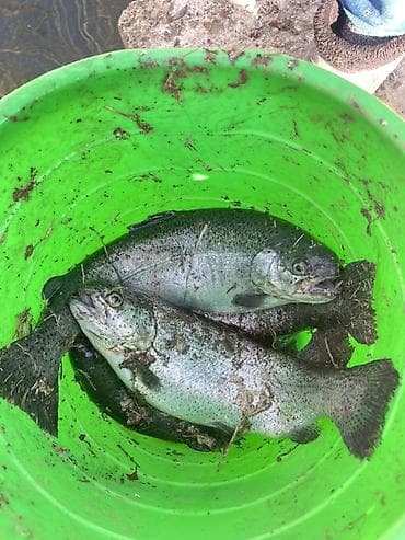 живые рыбки: Обл Баткен Р-Н ЛЕЙЛЕК ОПТОМ БААДА ТИРҮҮ ФОРЕЛЬ САТЫЛАТ ТАЗА БУЛАК — 2