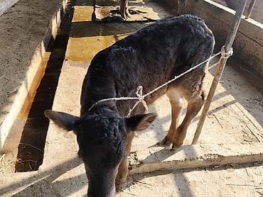 Лошади, кони: Продаю | Музоо, торпок | На откорм | Привязанные — 5