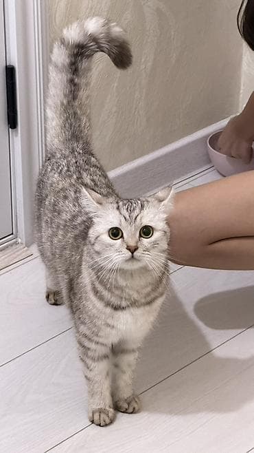 scottish fold: Скотиш Страйт (Шотландская прямоухая), 1 год, Девочка, Серебристая шиншилла, Приучена к лотку — 4