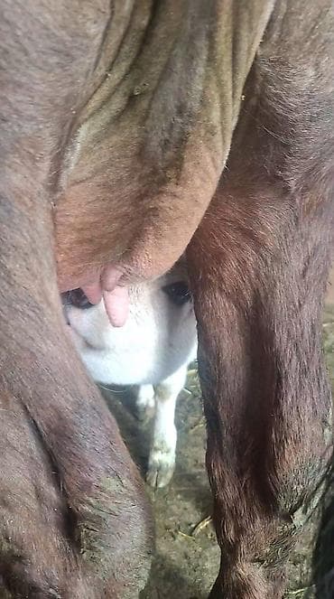 хара: Сатам | Уй (ургаачы) | Сүт алуу үчүн | Музоологондон кийин — 8