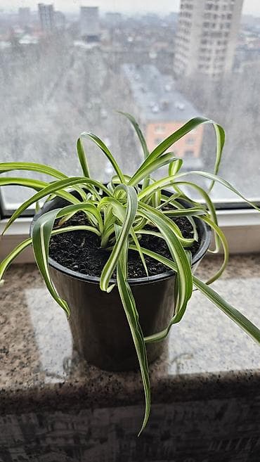 Хлорофитум хохлатый в хорошем горшке и грунте. Отличное комнатное