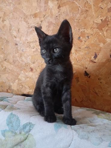 кошки шотландские: Кошка даром: Беспородная, 2 месяца, Девочка, Приучена к лотку — 3