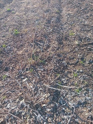 кой порода: Саженцы малины (поросль от маточных кустов) - Культура: малина — 3