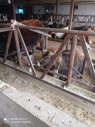 другой: Самодельный мини-трактор для сельхозработ Описание: - Компактный — 1