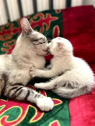 хаски белый: 🩵 Последняя голубоглазая вислоухая кошечка ищет любящих хозяев 🩵 — 2