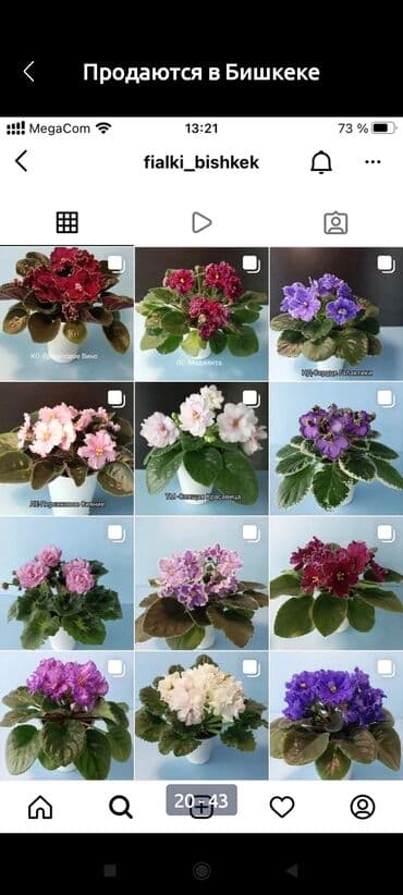 укорененные листики фиалок: Продаю детки (100-150 с), свежесрезанный лист (40 с) и взрослые — 8