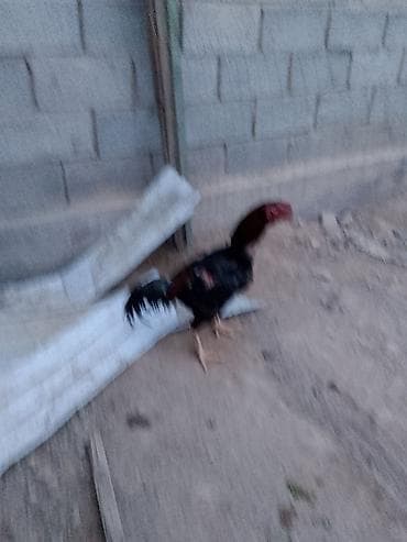 Продаю | Петух | Домашняя | Для разведения