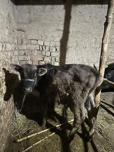 дом животные: Продаю | Музоо, торпок | Привязанные — 2