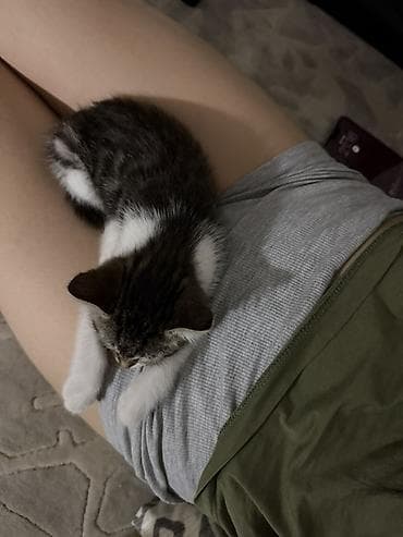 продается кошка: Кошка даром: Беспородная, 3 месяца, Девочка, Приучена к лотку — 4